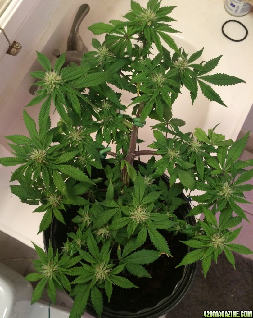 Bag Seed Week 14 Flower Week 3