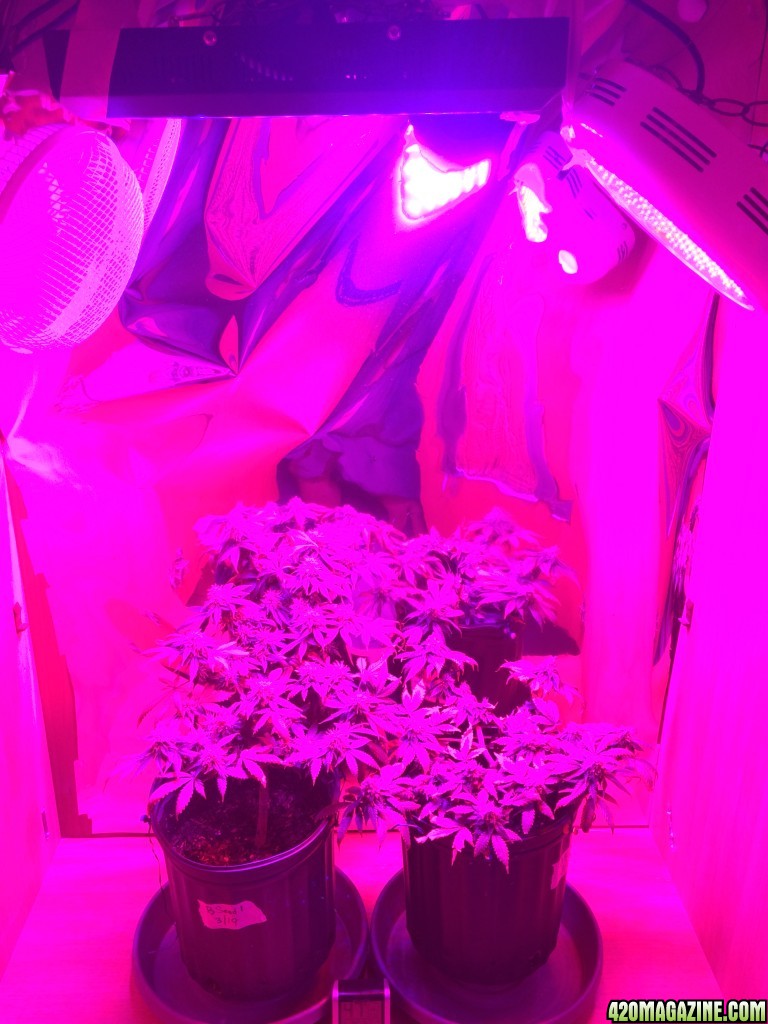 Bag Seed Week 17 Flowering Week 6