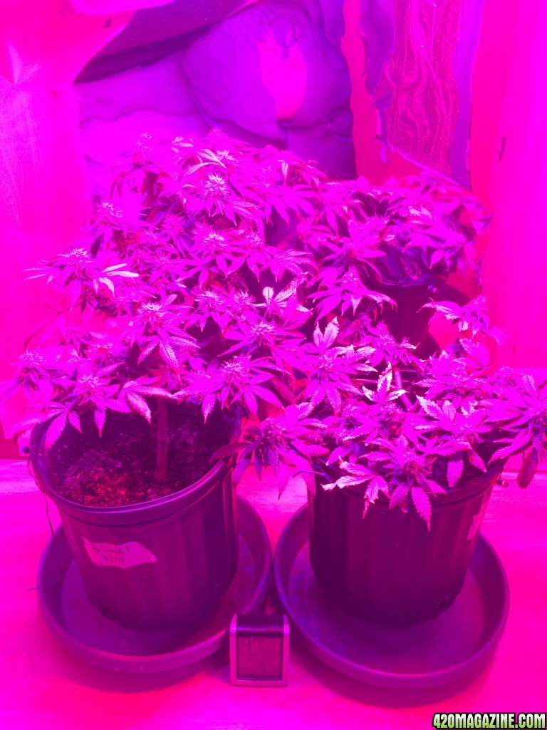 Bag Seed Week 17 Flowering Week 6