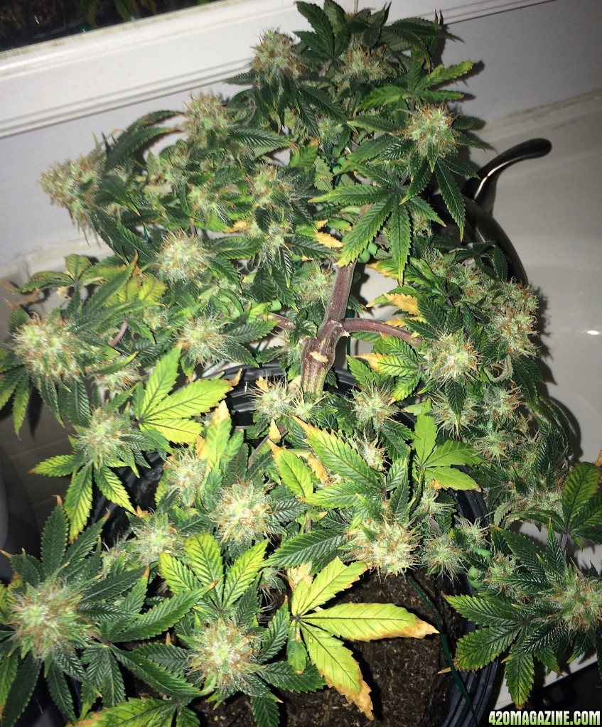 Bag Seed Week 17 Flowering Week 6