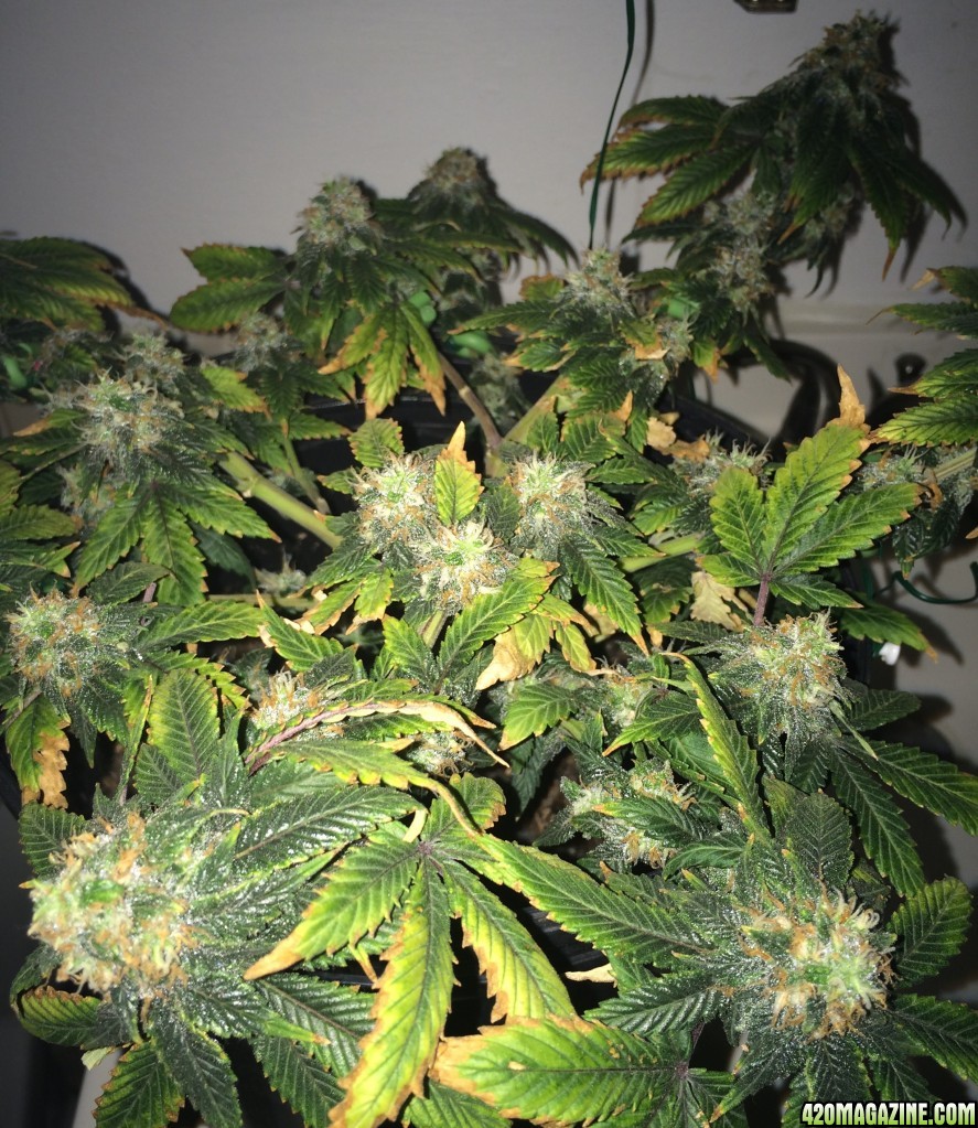 Bag Seed Week 17 Flowering Week 6