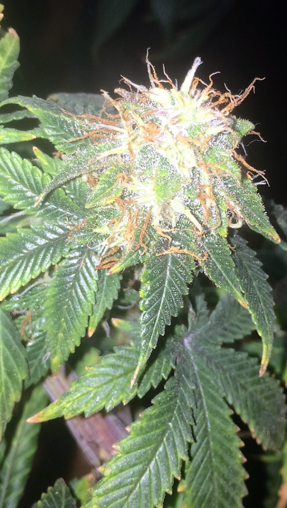 Bag Seed Week 17 Flowering Week 6