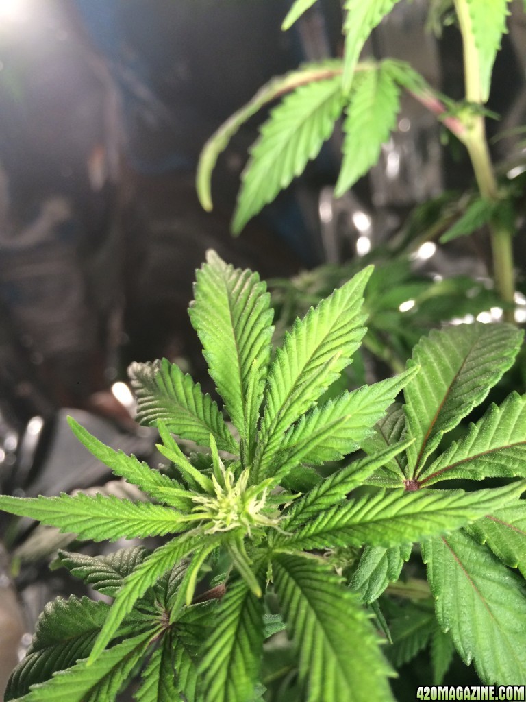 Bag Seed Week12 Flower Day9