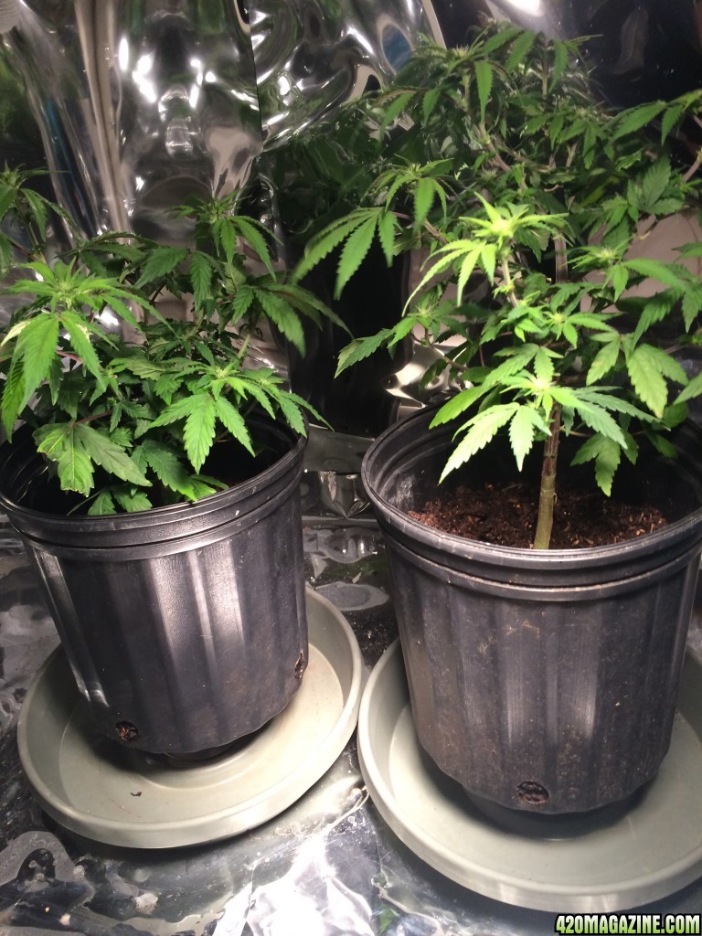 Bag Seed Week12 Flower Day9