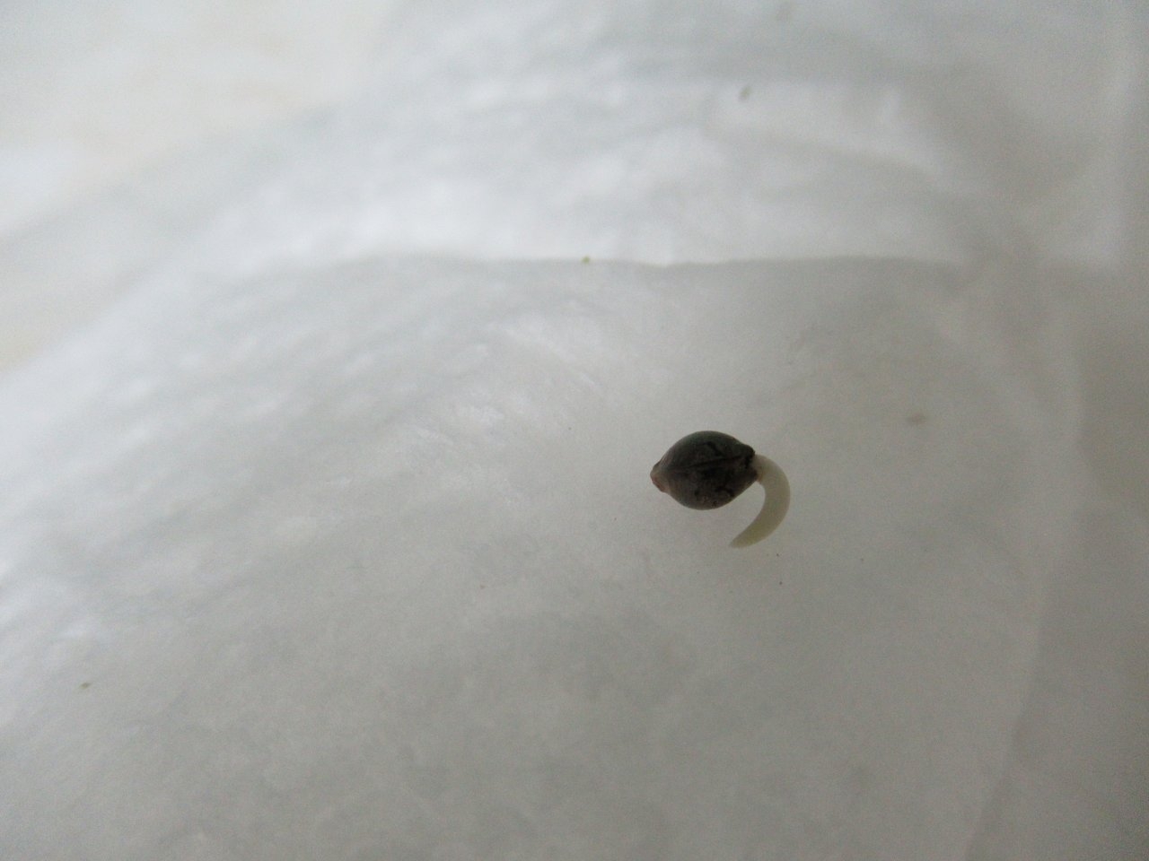 Bag-Seed