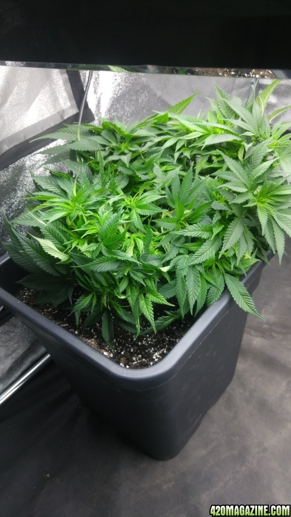 Bagseed 1 Lst'd