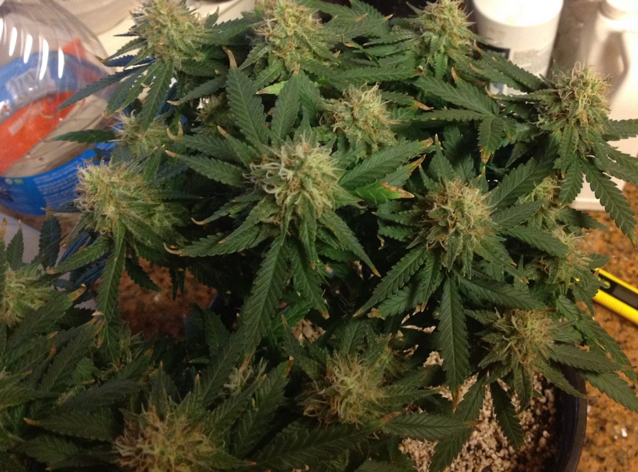 bagseed beta day 44 flower.jpg