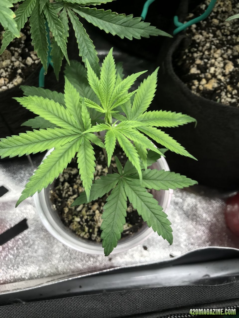 Bagseed clone