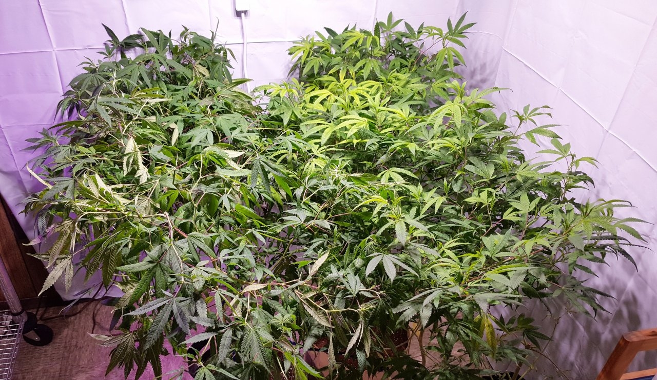 Bagseed clones SCropped.jpg