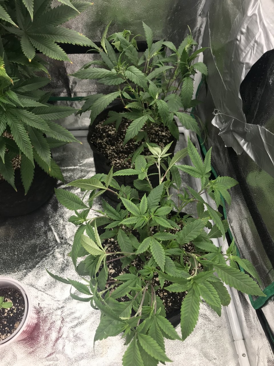 Bagseed clones