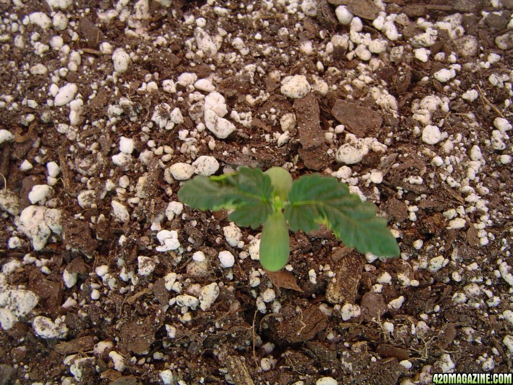 Bagseed - Day 12