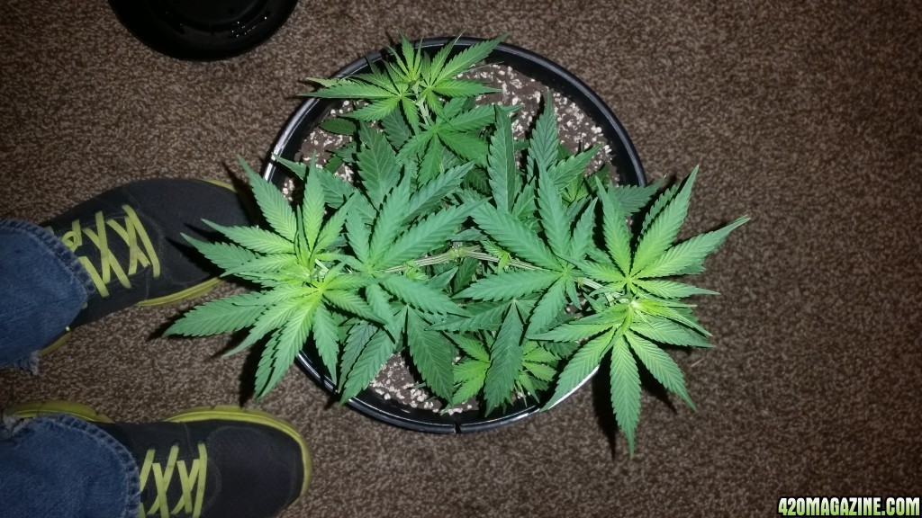 Bagseed grow