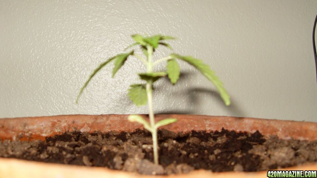 Bagseed Grow