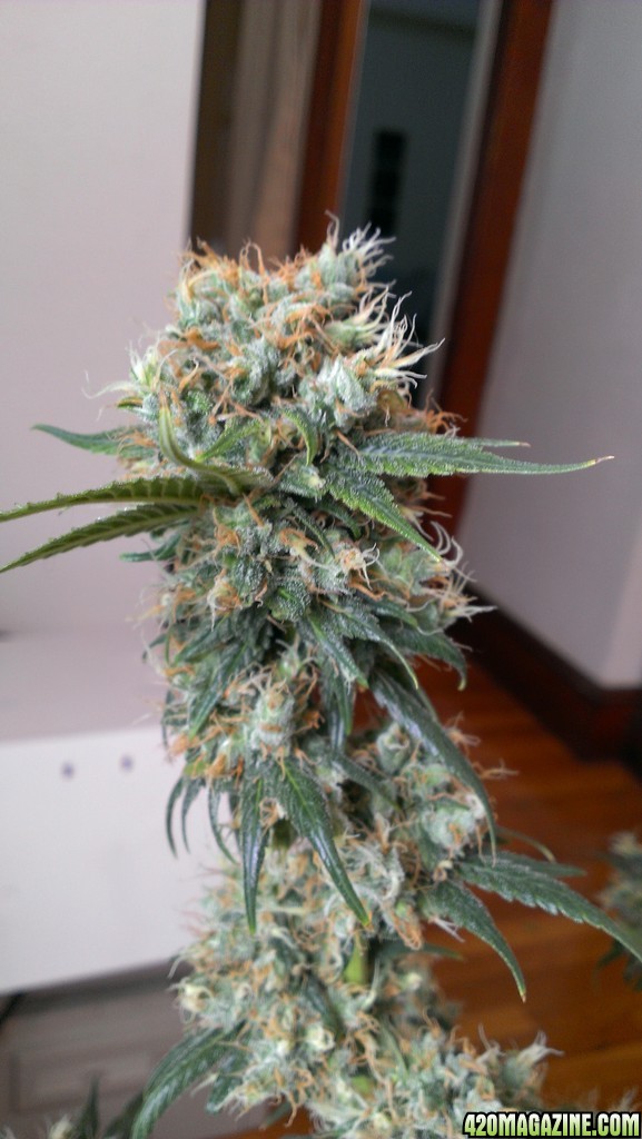 Bagseed Sativa