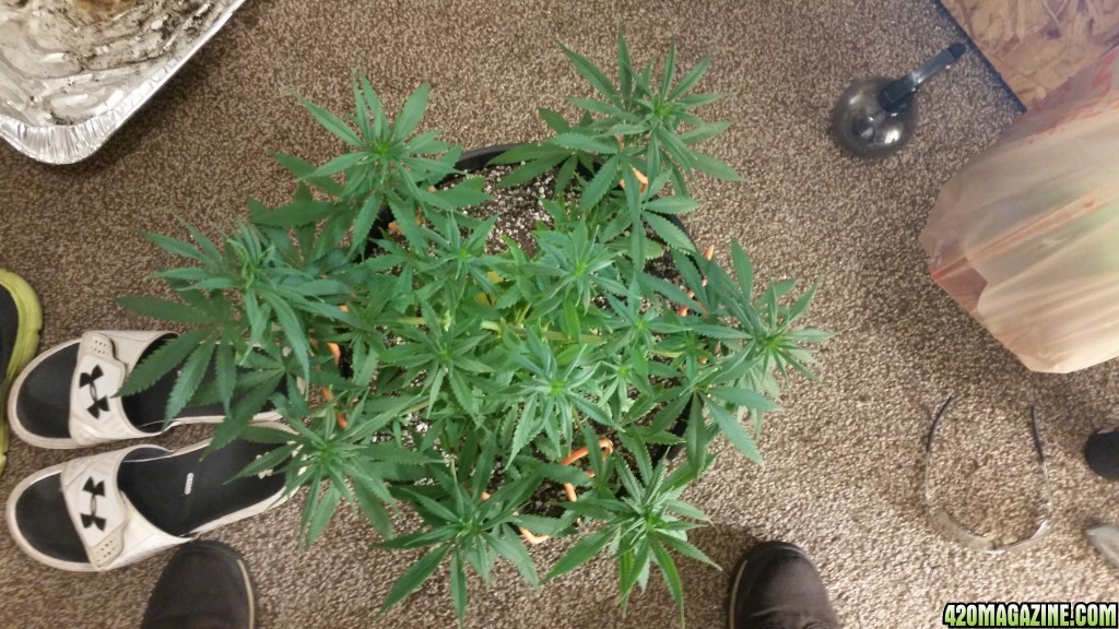 Bagseed/unknown