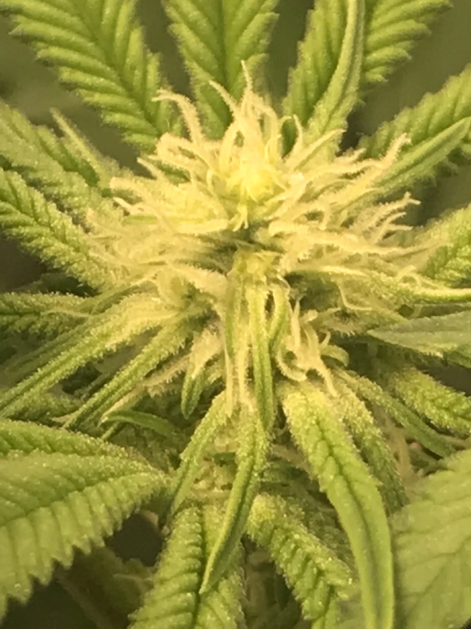 Bagseed