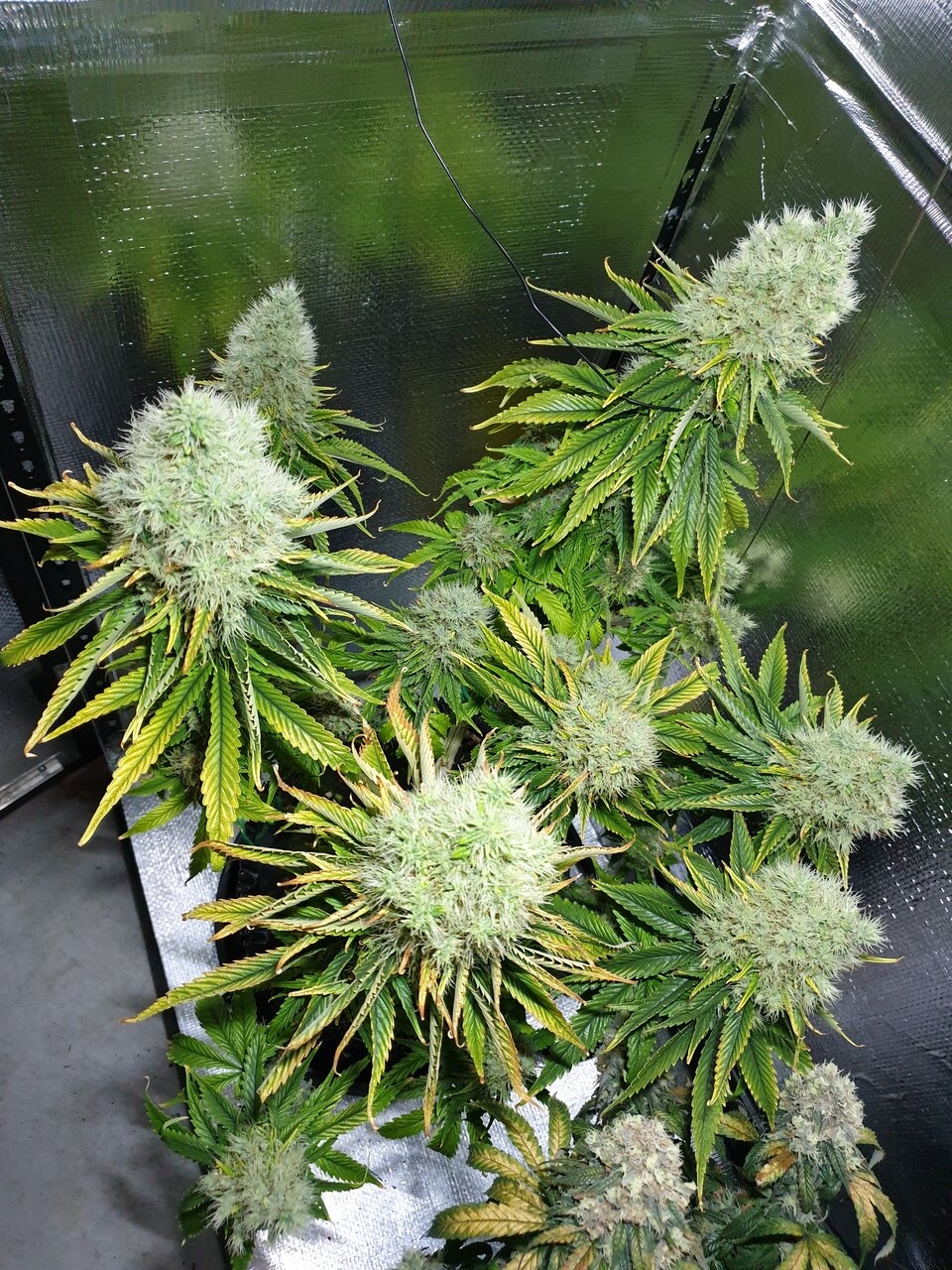 Bagseed