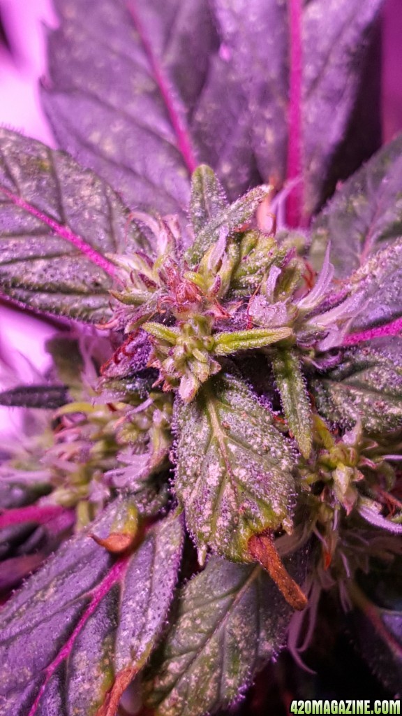 Bagseeds close up