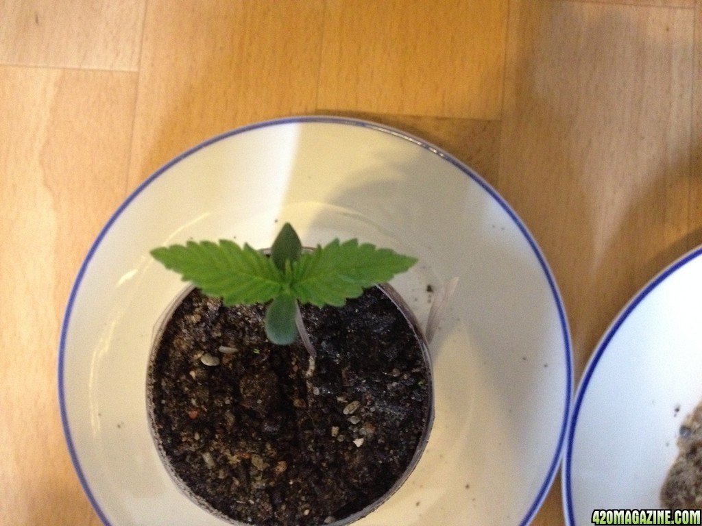 bagseeds experiment