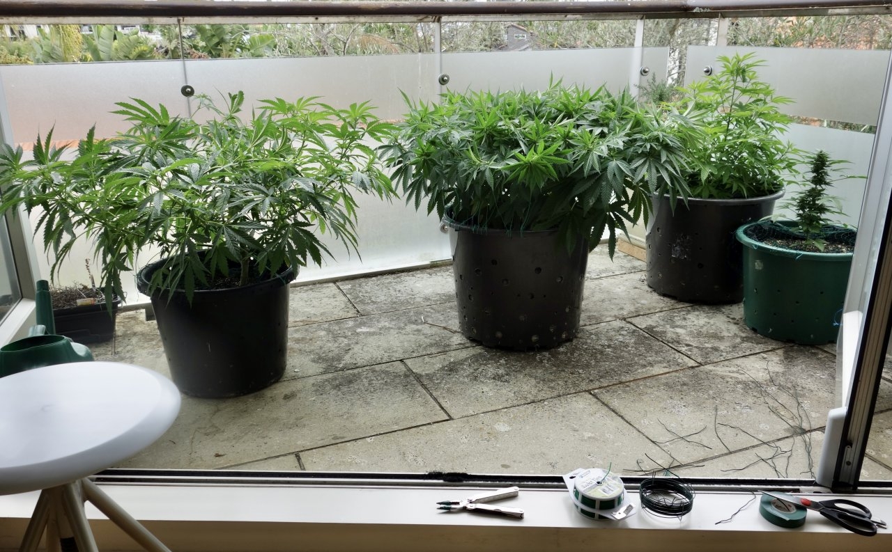 Balcony girls after 5th round of LST and Supercropping - 23/Jan/21