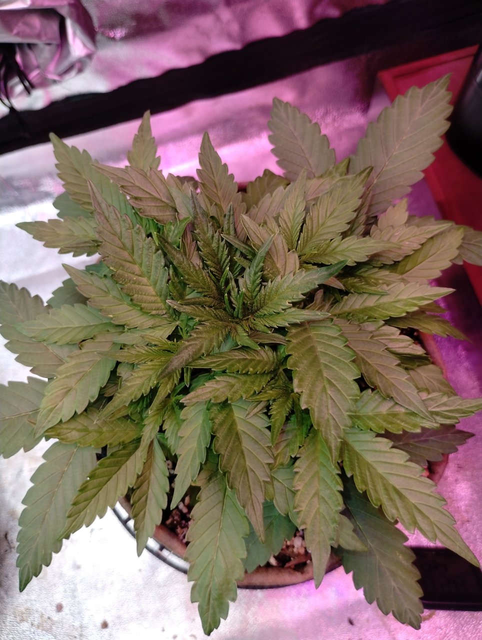 Banana Blaze Auto