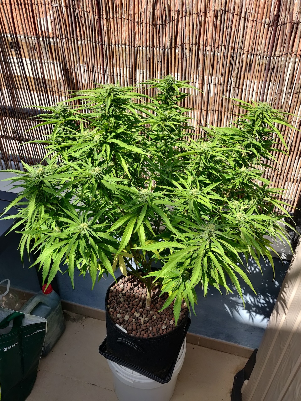 Banana - day 79 - day 20 of flower-1.jpg