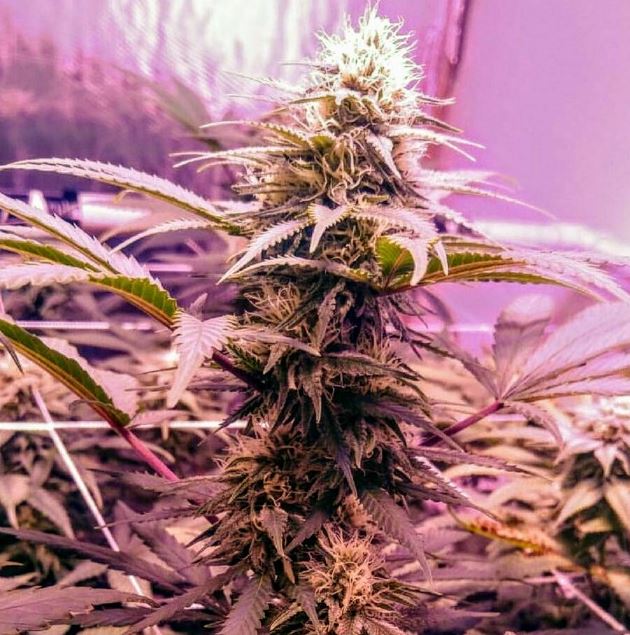 Banana Diesel Holy Smoke female cannabiseeds Banana marijuana