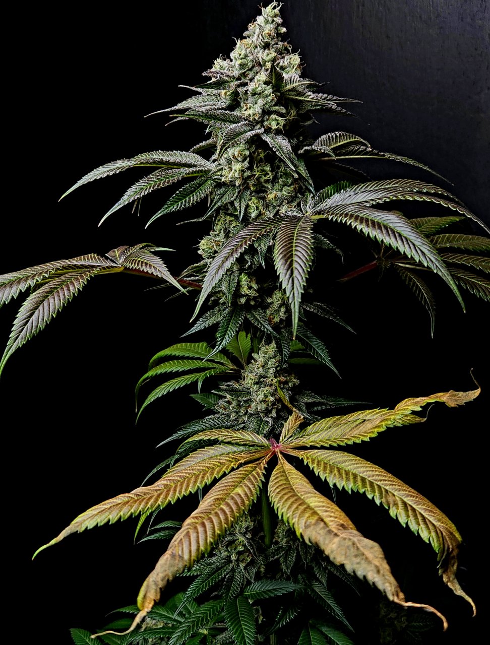 Banana Jealously #1 day 45 flower, 105 days total