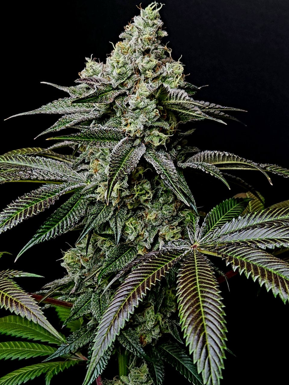 Banana Jealously #1 day 45 flower, 105 days total