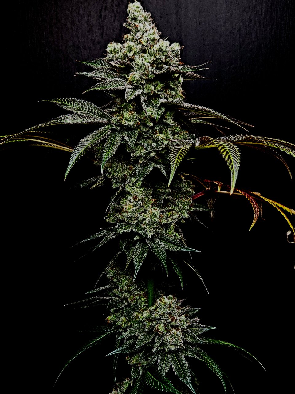 Banana Jealously #1 day 56 flower, 116 days total