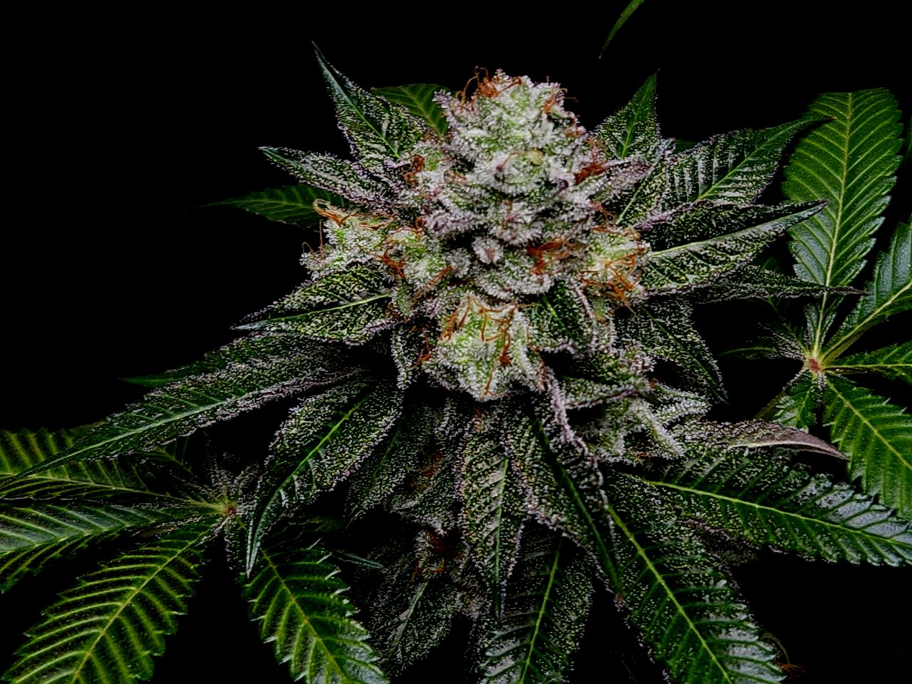 Banana Jealously #1 day 56 flower, 116 days total