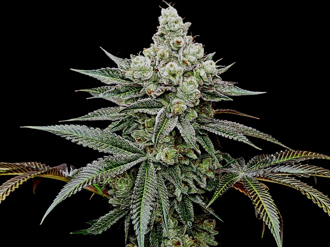 Banana Jealously #1 day 56 flower, 116 days total