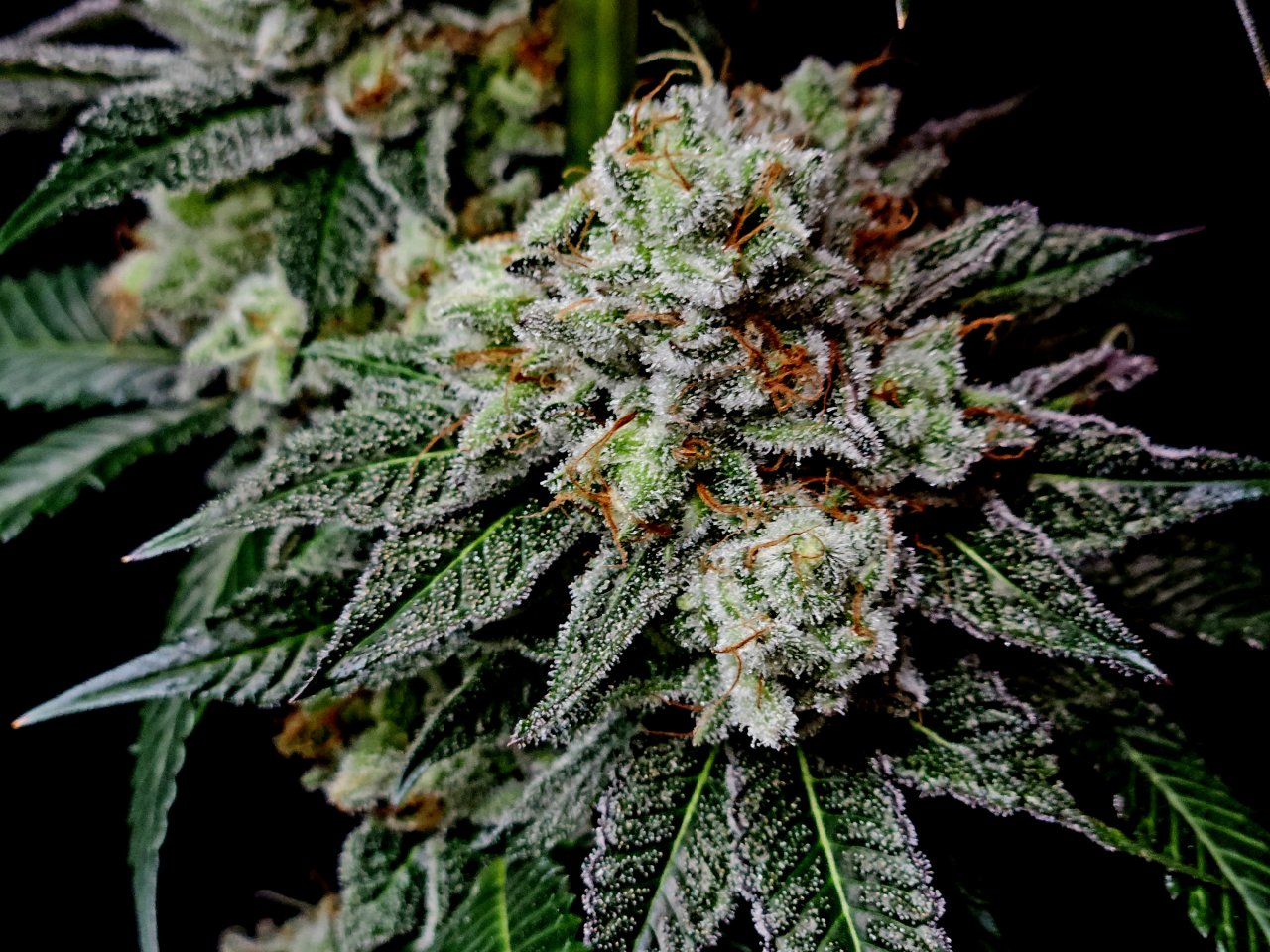 Banana Jealously #1 day 56 flower, 116 days total