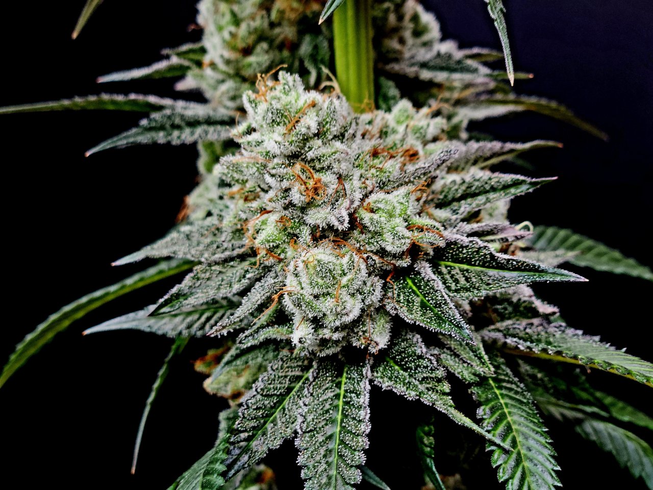 Banana Jealously #1 day 56 flower, 116 days total