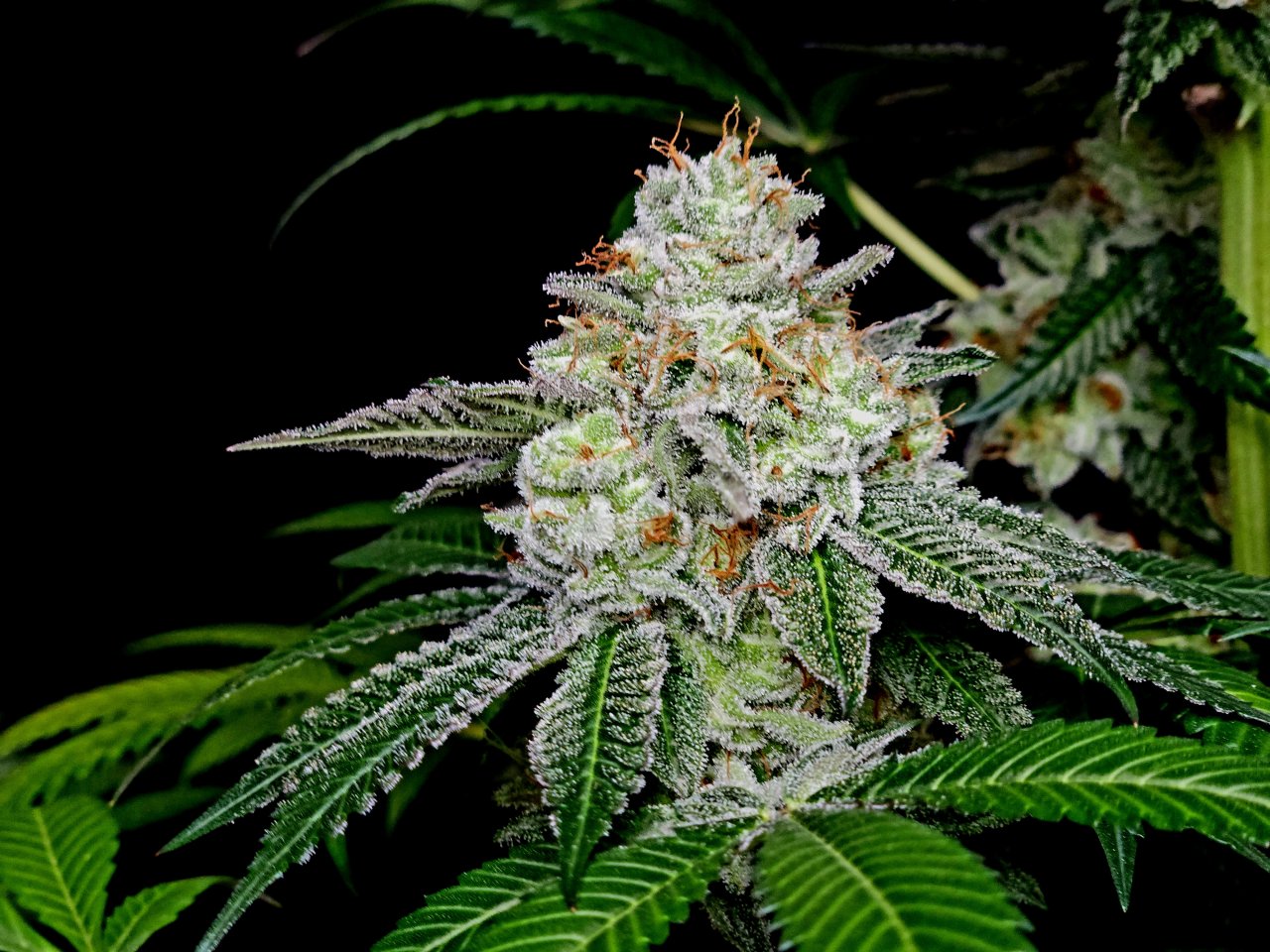 Banana Jealously #1 day 56 flower, 116 days total