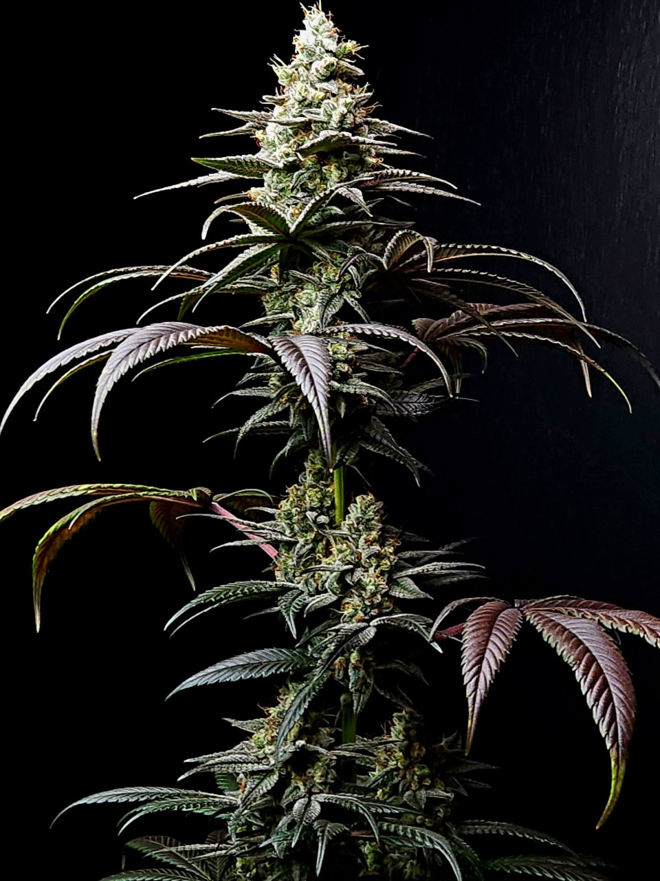 Banana Jealously #2 day 45 flower, 105 days total