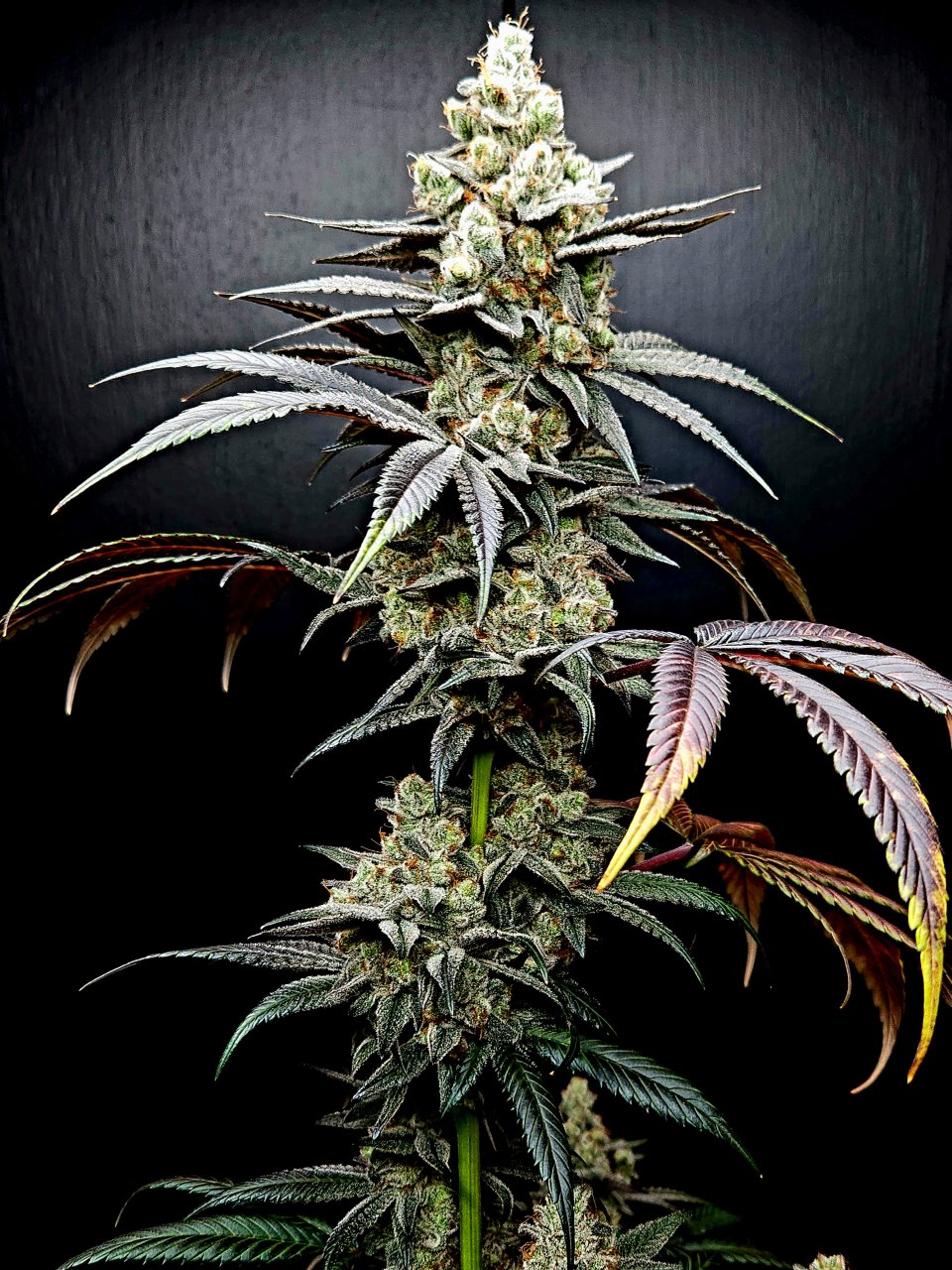 Banana Jealously #2 day 56 flower, 116 days total