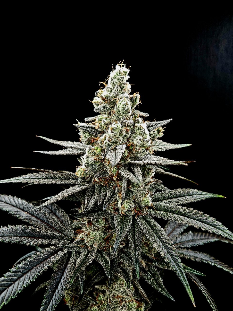 Banana Jealously #2 day 56 flower, 116 days total