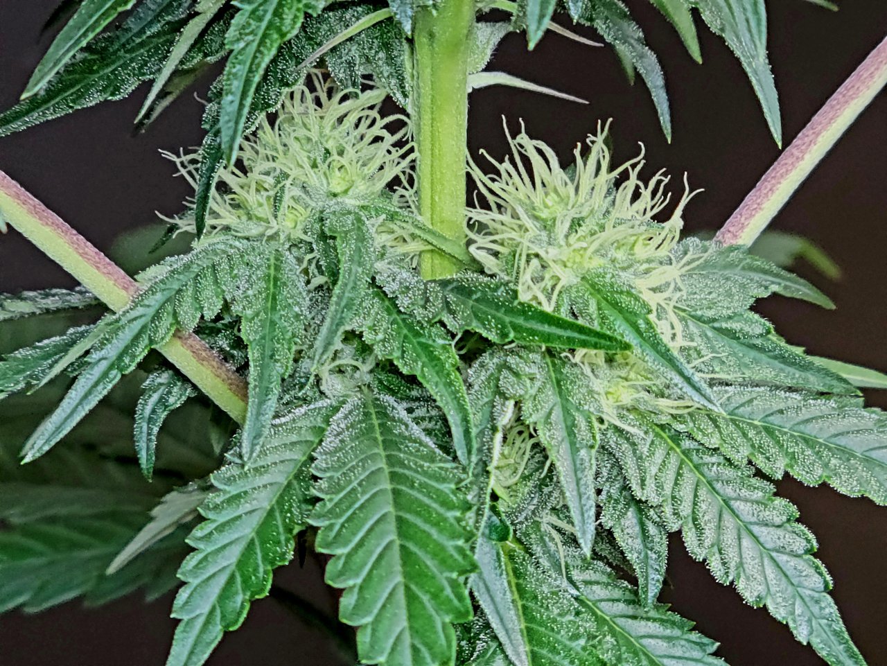 Banana Jealously #3  day 25 flower, 85 days total