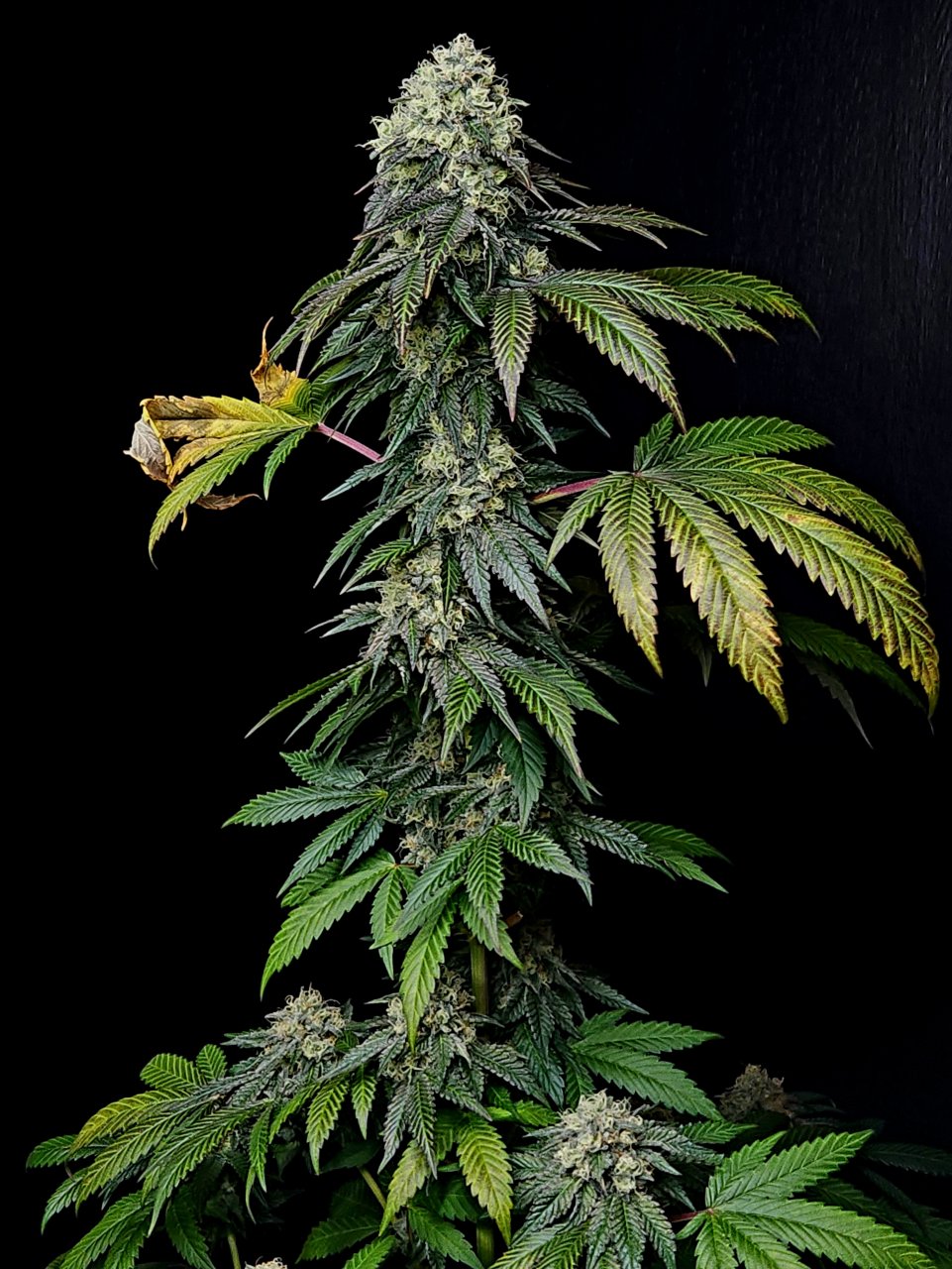 Banana Jealously #3 day 45 flower, 105 days total