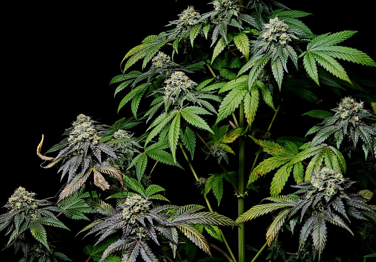 Banana Jealously #3 day 45 flower, 105 days total