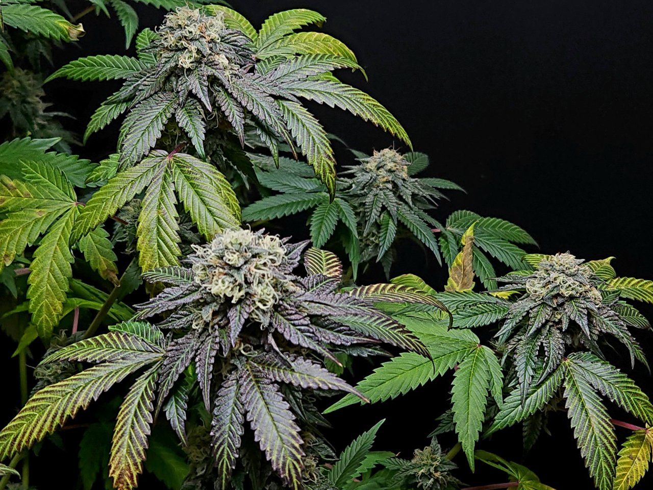 Banana Jealously #3 day 45 flower, 105 days total