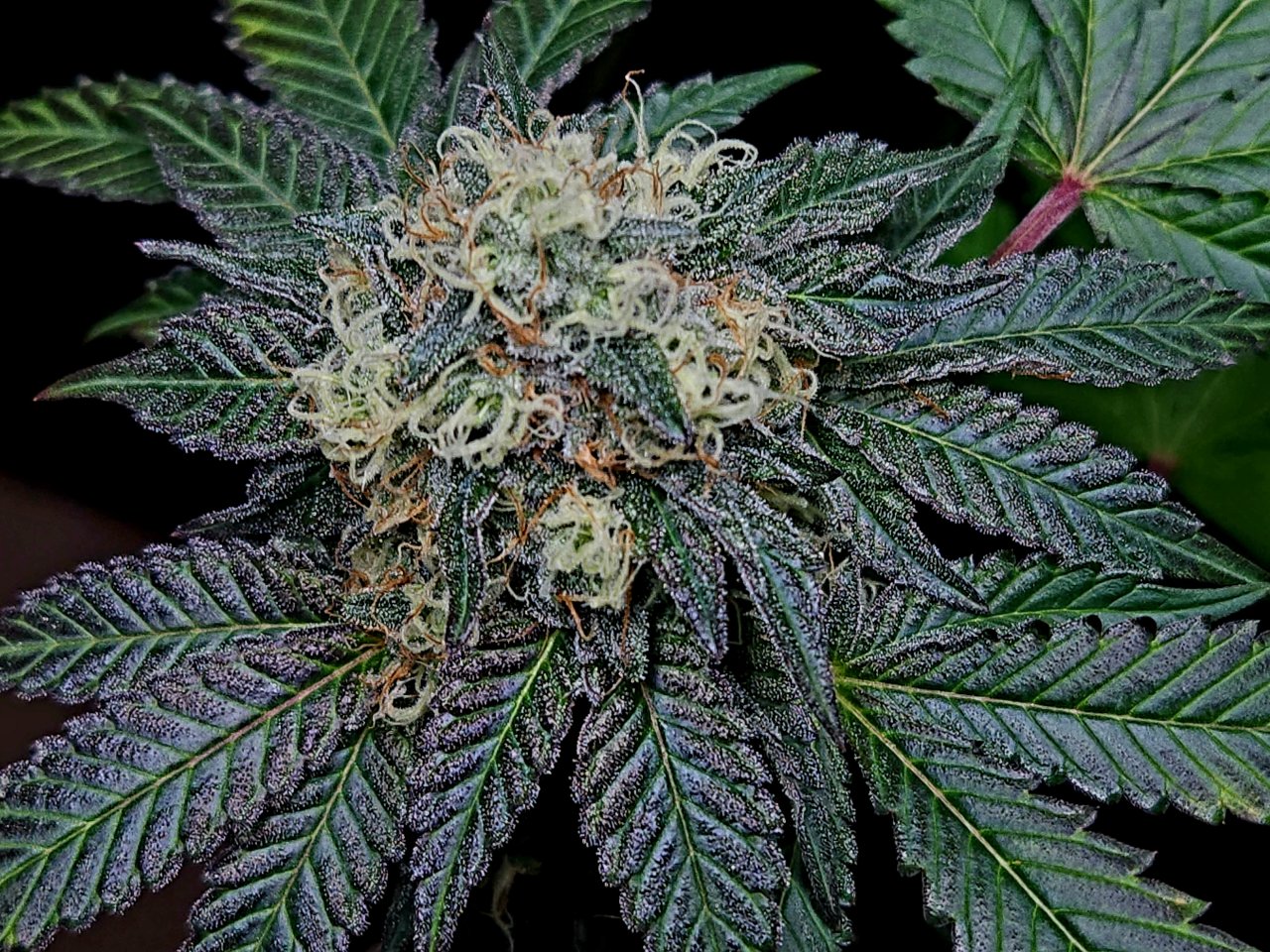 Banana Jealously #3 day 45 flower, 105 days total