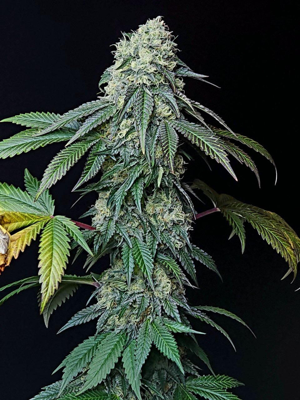 Banana Jealously #3 day 45 flower, 105 days total