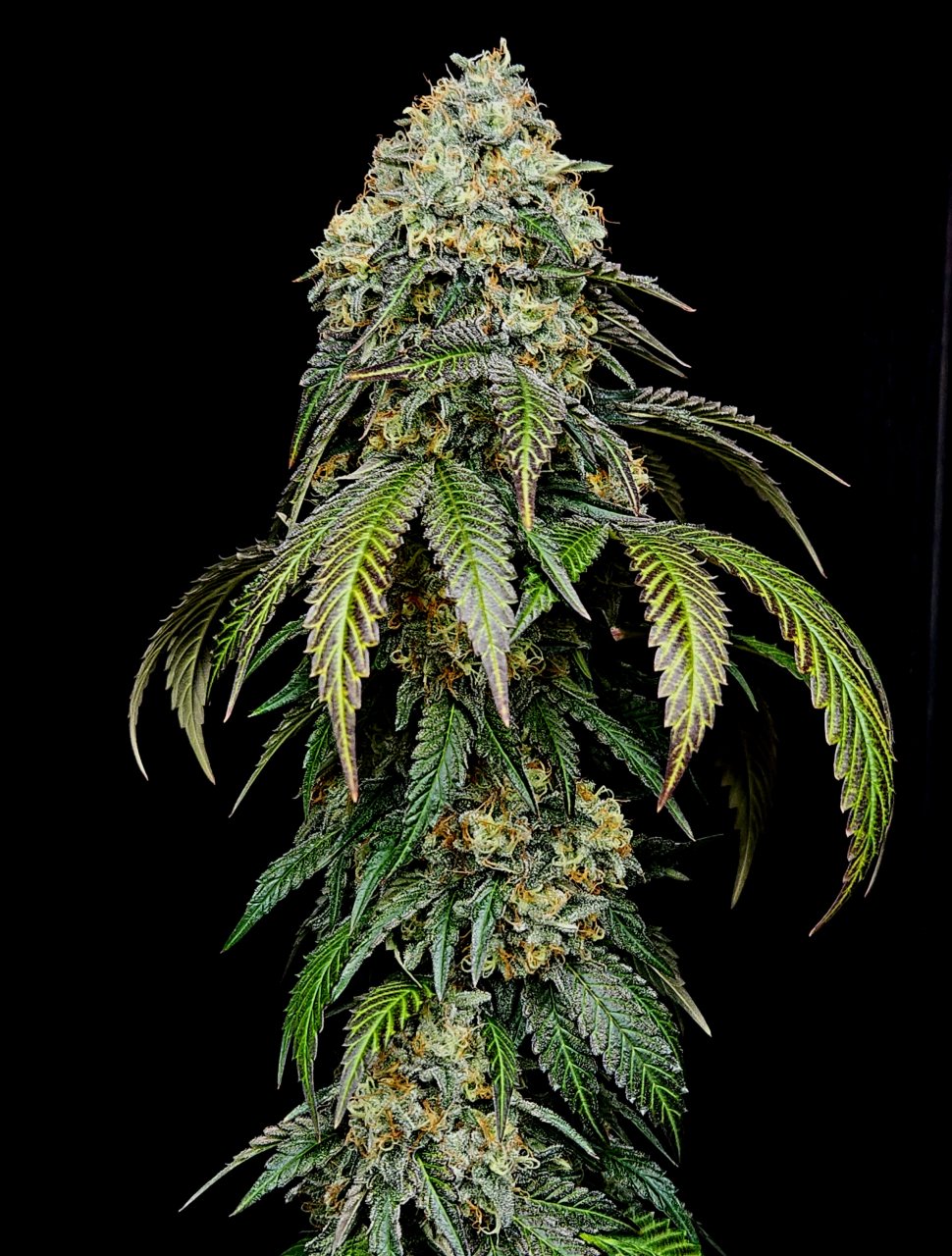 Banana Jealously #3 day 56 flower, 116 days total