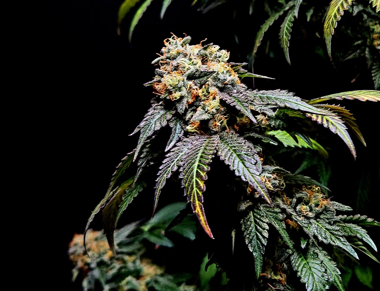 Banana Jealously #3 day 56 flower, 116 days total