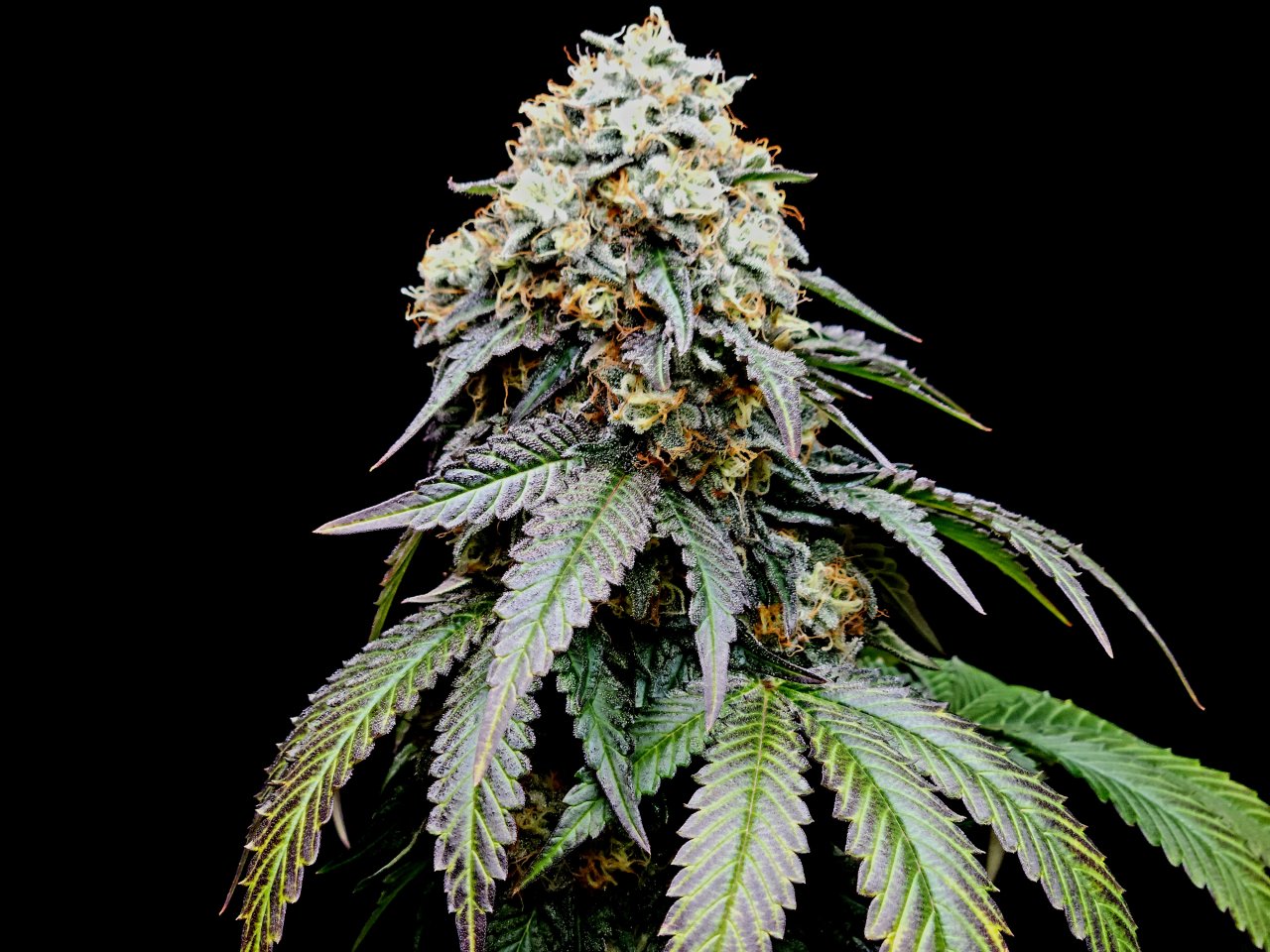 Banana Jealously #3 day 56 flower, 116 days total