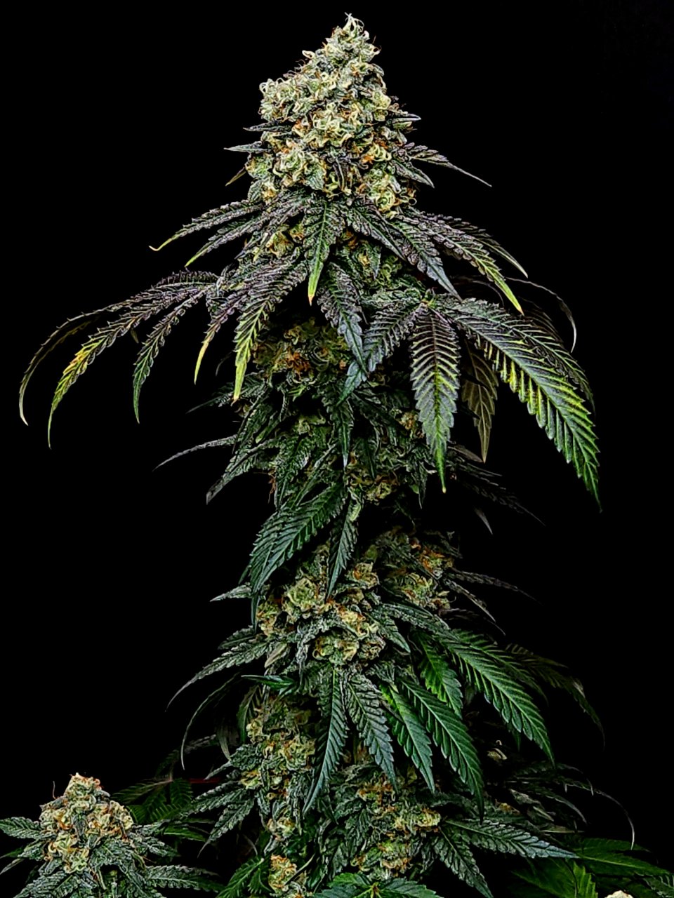 Banana Jealously #5 day 45 flower, 105 days total