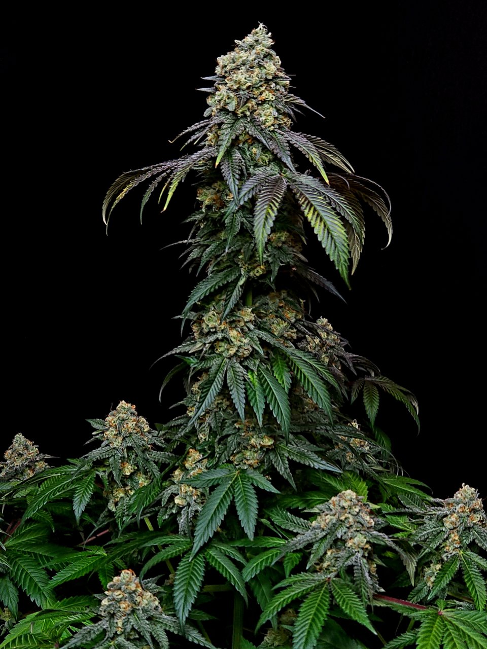 Banana Jealously #5 day 45 flower, 105 days total