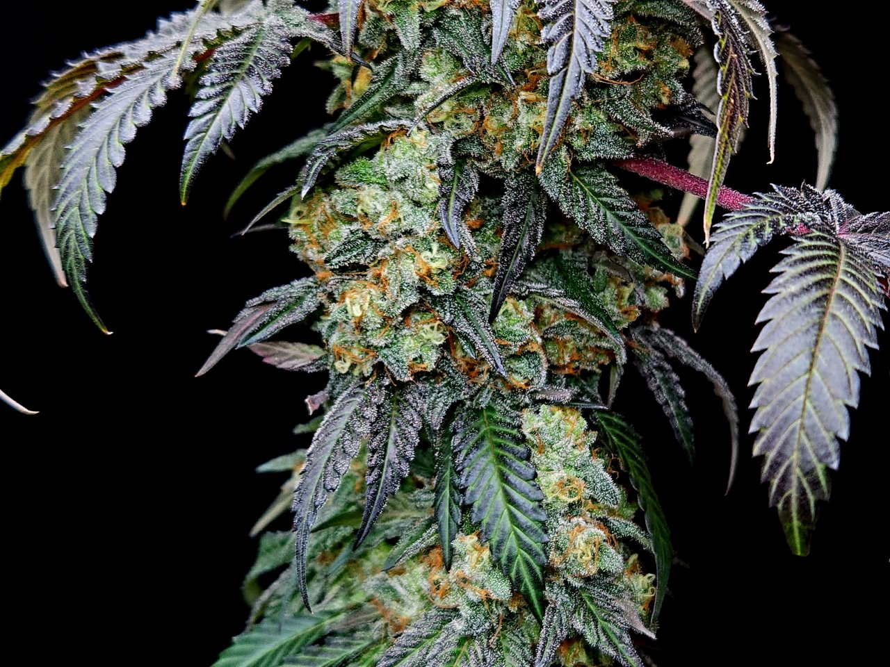 Banana Jealously #5 day 56 flower, 116 days total